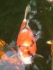 unsere koi am 29august 2010 030.jpg