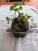 bonsai06.jpg