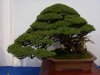 Bester Bonsai Yedofichte Picea jezoensis Koi live.JPG