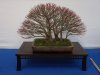 Fächerahorn, Acer palmatum ´Kashima` Koi live.JPG