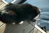 Cat_2.jpg