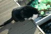 Cat_1.jpg