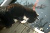 Cat_4.jpg