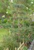 Waldkiefer als Gartenbonsai Koi live.JPG