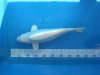 Platinum 40cm Koi live.JPG
