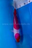 Hirasawa, Marusai Koi Farm 3 Nidan Kohaku Tosai 31cm_.jpg
