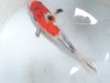 Sanke Showa.jpg