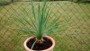 Yucca Rostrata.jpg