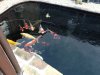 koi1.jpg