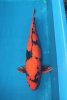 Hi Utsuri 74 cm.JPG
