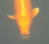 Koi mit Frosch im Maul 008.JPG