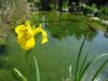 Wasserschwertlilie 001.JPG