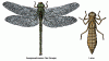 T050999A.gif