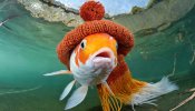 Koi im Winter.jpg