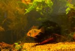 IMG_2452.jpeg