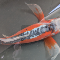 ToHo