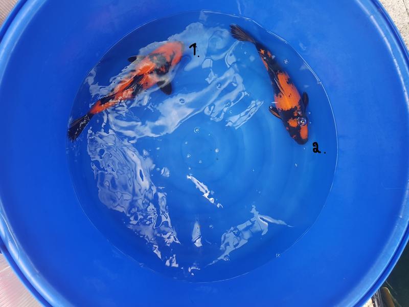 Sonderaktion bei www.Lotus-Koi.de Bis zu 50% Rabatt auf ...