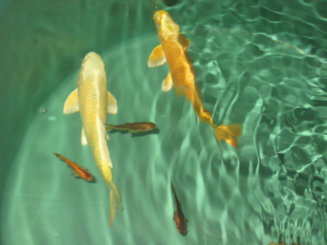koi-080430.jpg