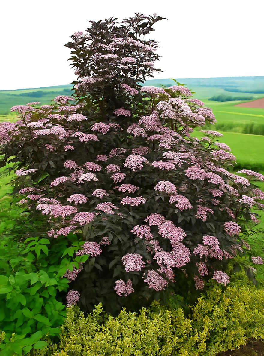 www.baumschule-newgarden.de